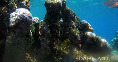 Karang Porites Mampu Merekam Iklim Masa Lampau - Dari Laut